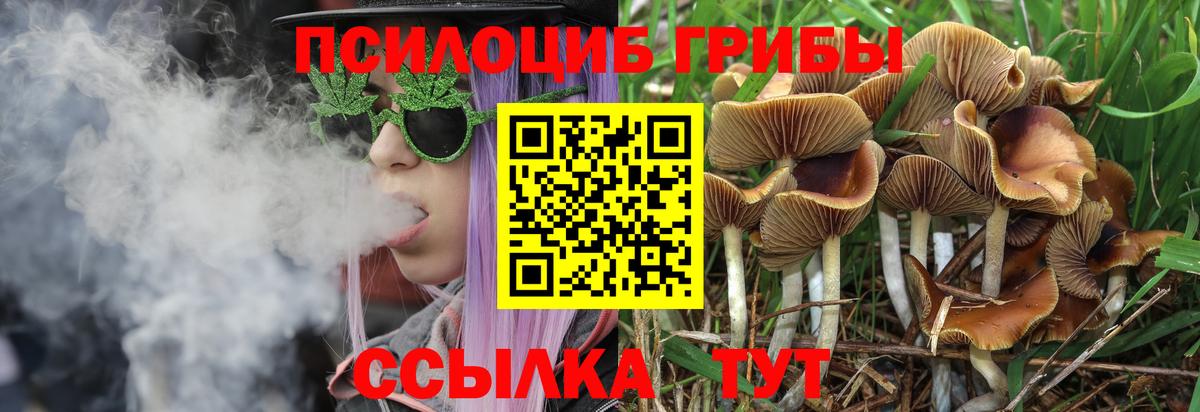Ливны  Псилоцибиновые грибы Psilocybine cubensis  Вход с VPN 